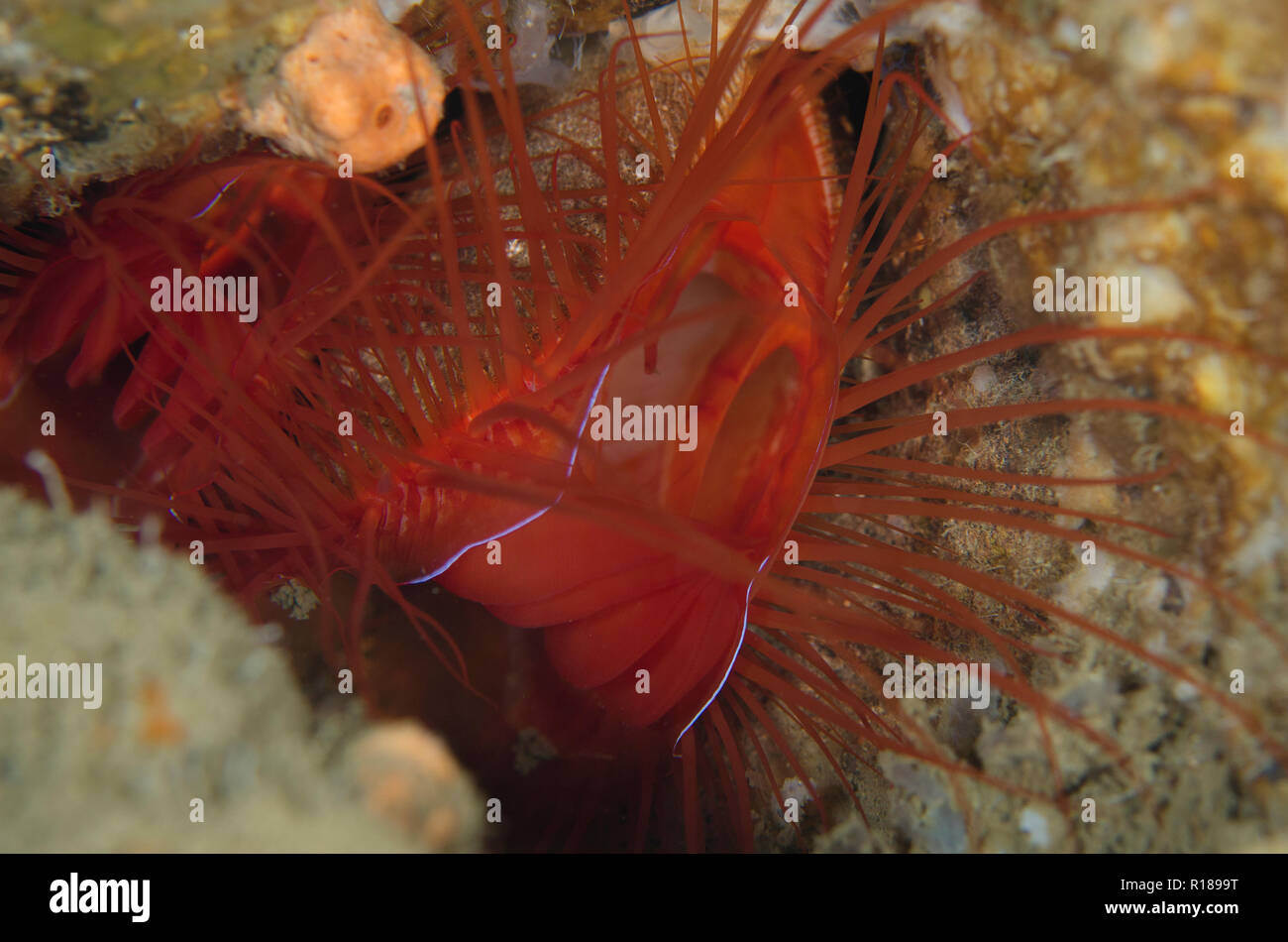 Electric Fileclam Ctenoides, ales, Makawide Wall dive site, Détroit de Lembeh, Sulawesi, Indonésie Banque D'Images