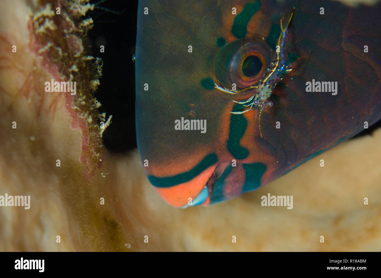 Crevettes rocheuses, Urocaridella sp, œil de nettoyage de la parrotfish, famille Scaridae, site de plongée Tanjung Slope, détroit de Lembeh, Sulawesi, Indonésie Banque D'Images