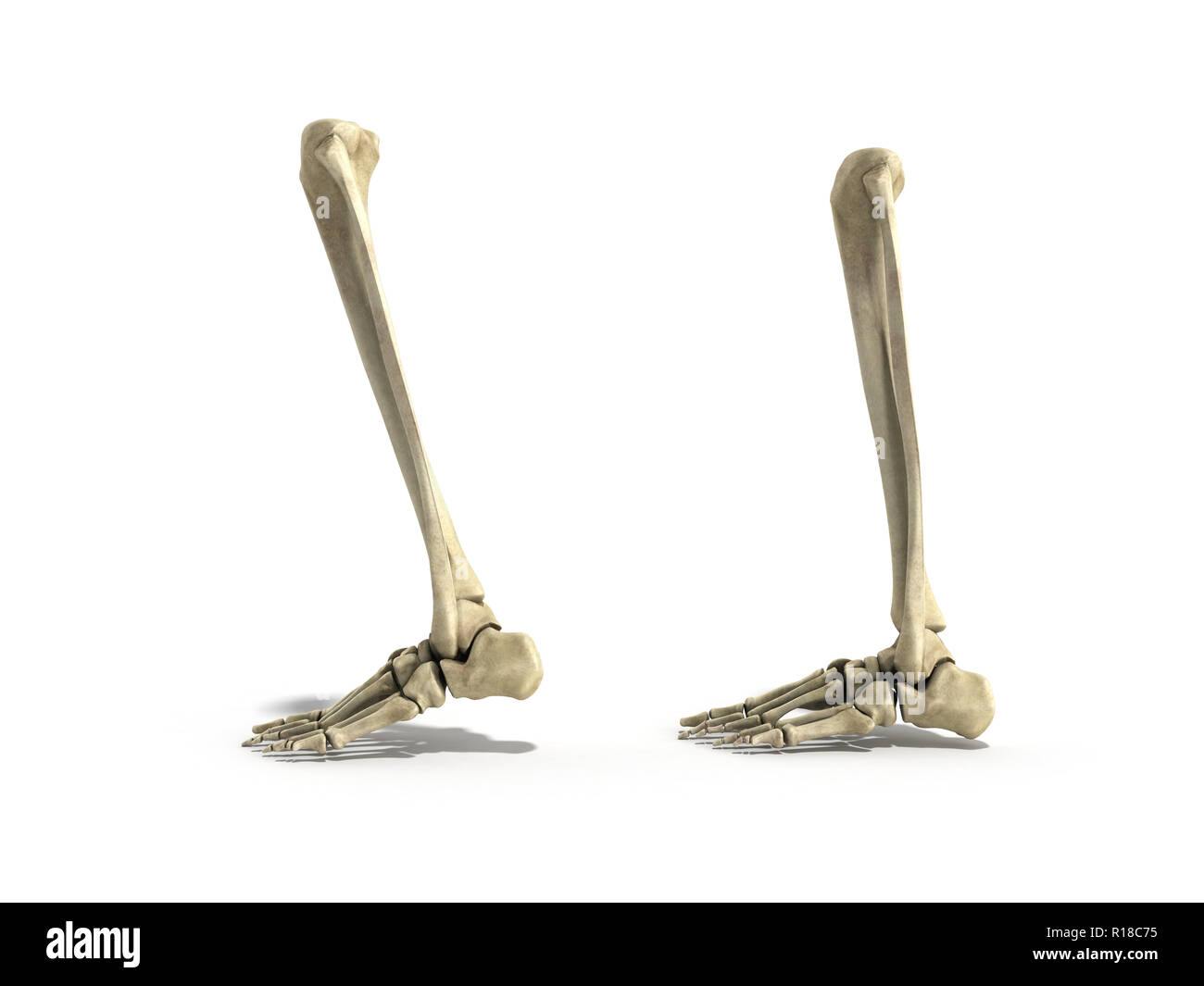 Précis de médecine illustration de l'os de la jambe de rendu 3D Banque D'Images