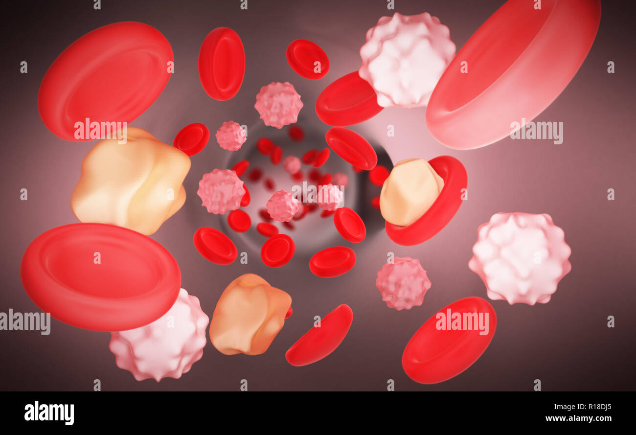 Les érythrocytes globules rouges dans l'intérieur des artères ou des vaisseaux sanguins capillaires montrant des cellules endothéliales et l'écoulement de sang ou d'un ruisseau Human Anatomy model Banque D'Images