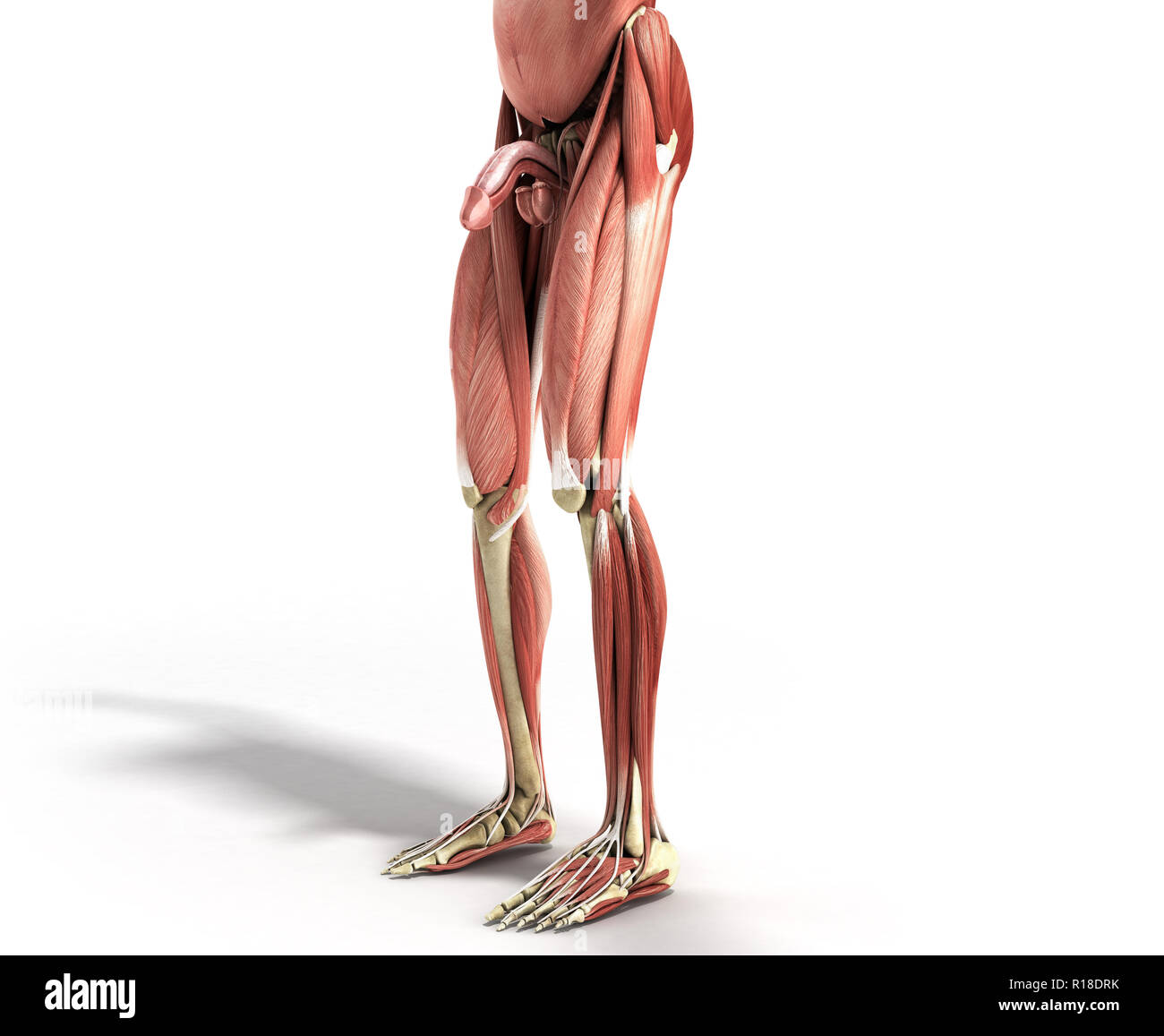 Anatomie du muscle humain 3D render sur blanc Banque D'Images