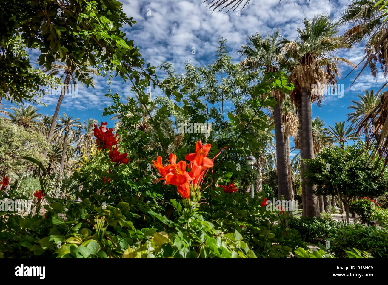Espagne, Elche, palmeraie site du patrimoine mondial de l'UNESCO, lieu touristique célèbre, palmeral, Valencia région jardin Parc Municipal El Palmeral Elche Banque D'Images