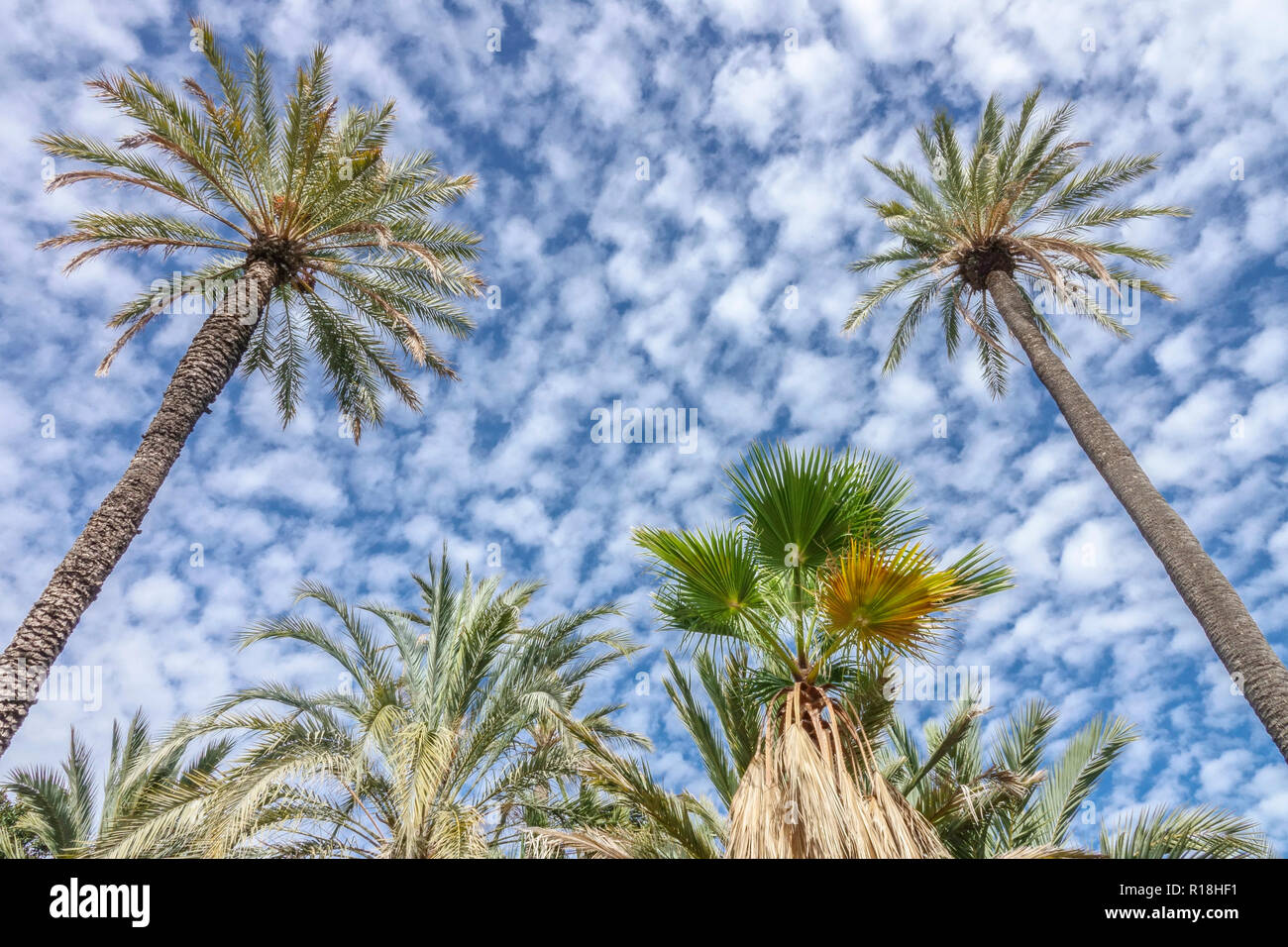 Espagne, Elche, palmiers ciel bleu et nuages lieu touristique célèbre, vue de dessous palmeral Banque D'Images