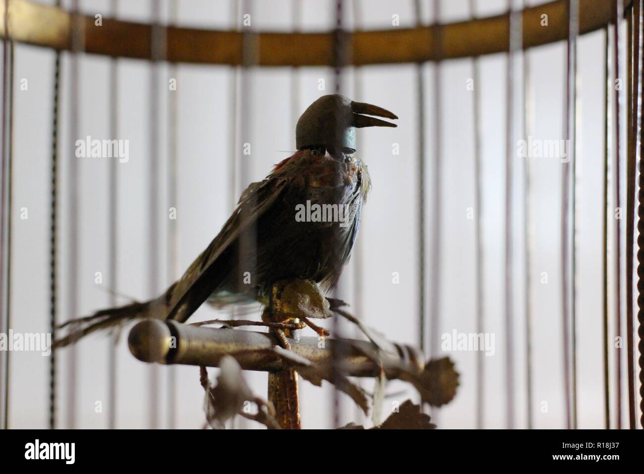 Gros Plan Dune Belle Cage à Oiseaux Musicale Tenue Au Parc