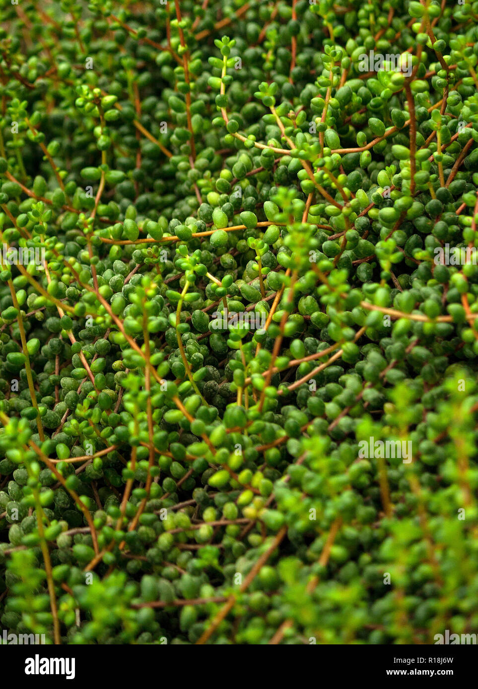 Senecio, beaucoup de longues tiges avec des feuilles rondes sur toute la longueur, de la lumière et des tons vert foncé, la plante pousse un tapis dense sur le terrain, Banque D'Images