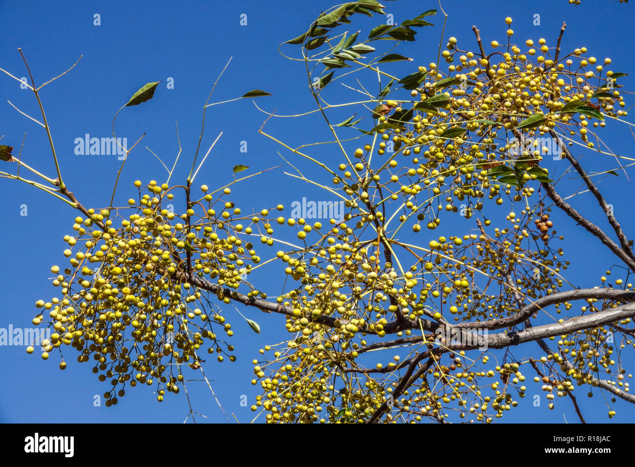 Melia azedarach Chinaberry tree, la maturation des baies Banque D'Images