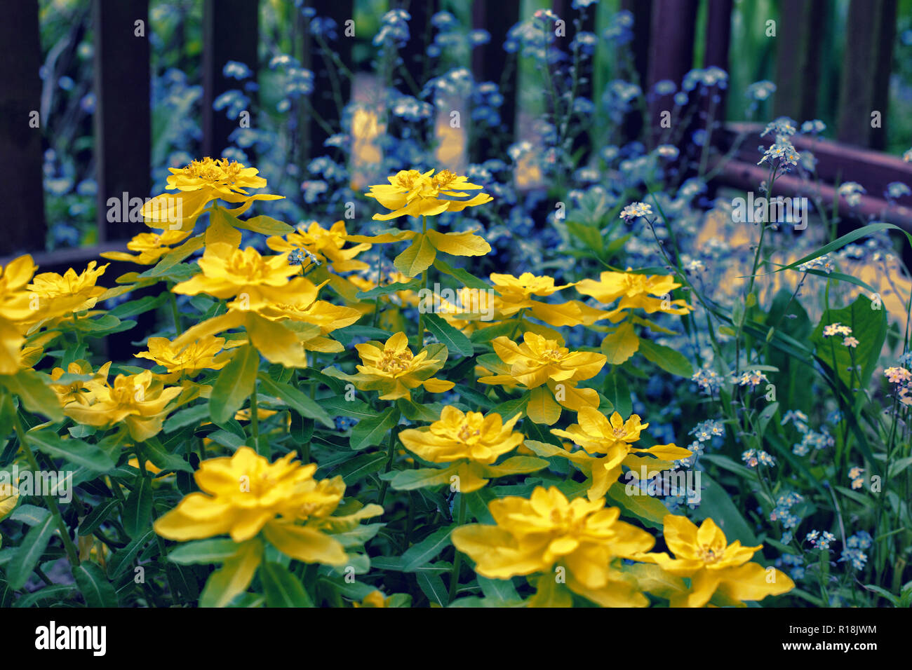 Fleurs jaune vif d'asclépiades et Bleu myosotis au printemps Photo Stock -  Alamy