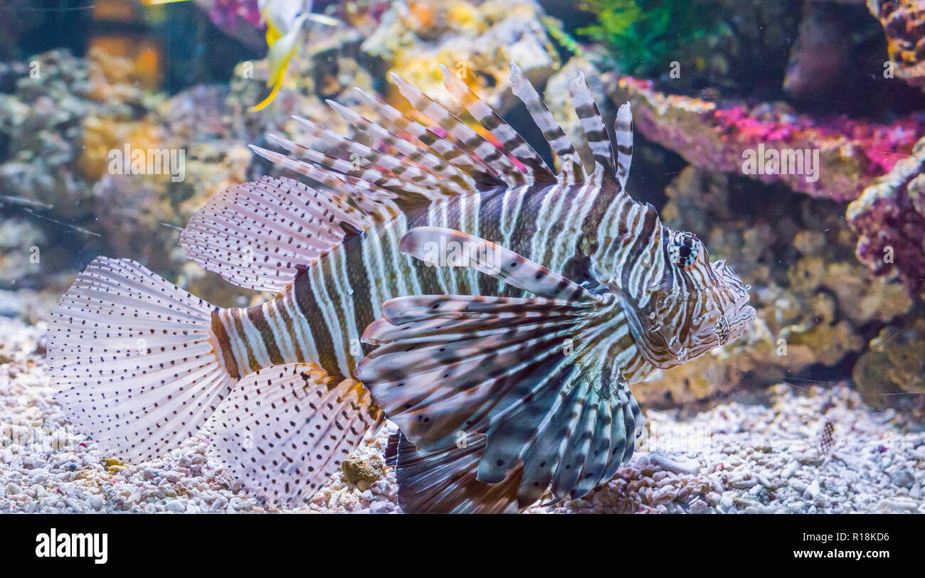 Belle la vie marine portrait d'un poisson-papillon en libre et toxiques dangereux animaux poissons tropicaux de l'océan Banque D'Images