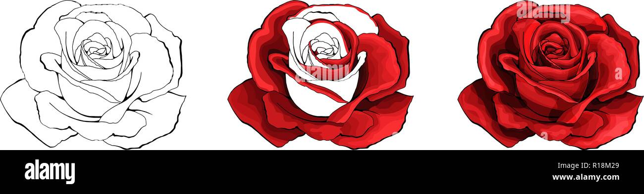 Dessin à la main et de couleur rose. L'essor de Rosebud. Vector illustration. Illustration de Vecteur