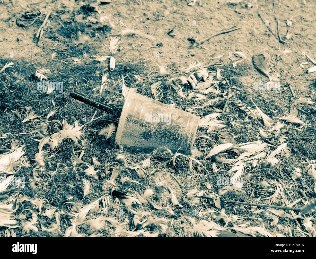 Tasse à emporter en plastique avec paille jonchant le sable de plage, entre les plumes des oiseaux, Pays-Bas Banque D'Images