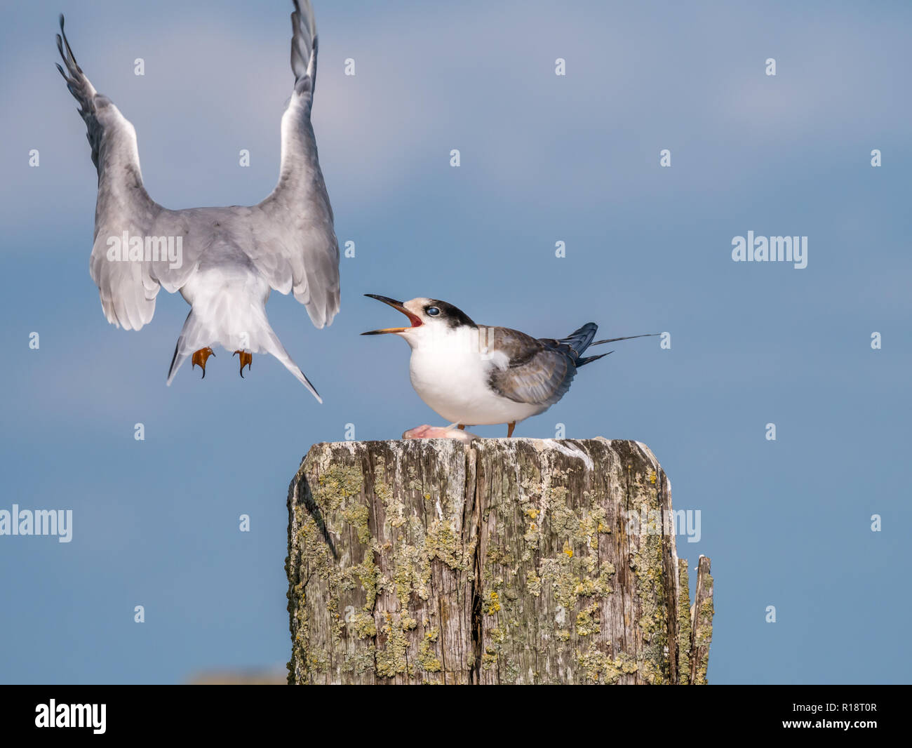 La sterne pierregarin, Sterna hirundo, laissant adultes permanent juvénile sur poteau en bois, de Kreupel, Pays-Bas Banque D'Images