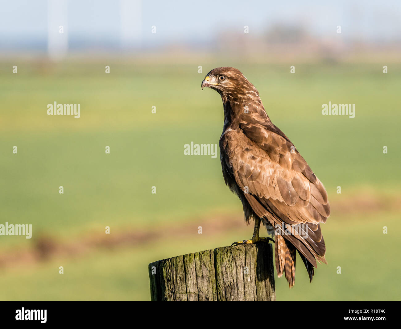 Portrait de Buzzard, Buteo buteo, percher sur poteau en bois dans les terres agricoles, Eempolder, Pays-Bas Banque D'Images