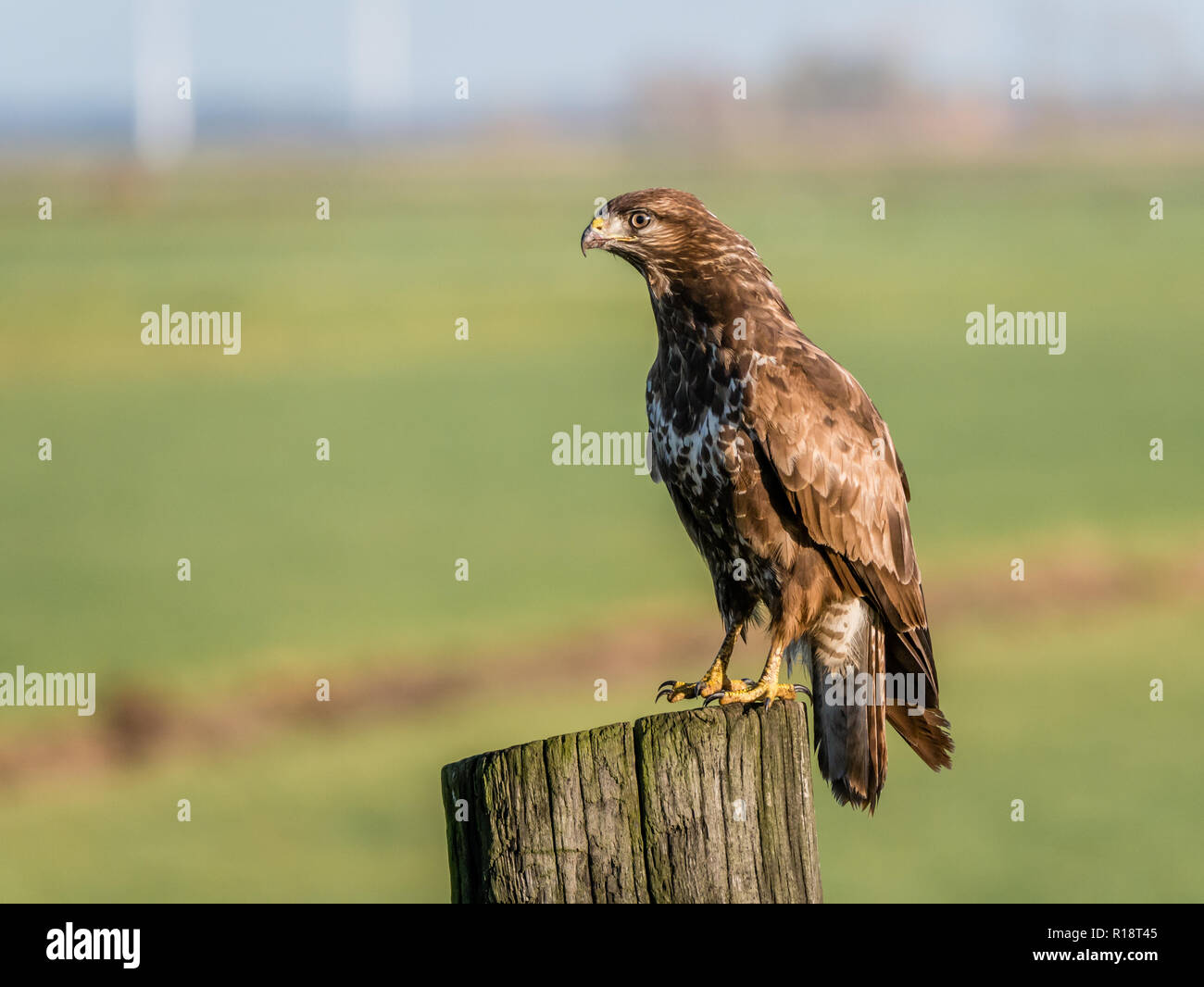 Portrait de Buzzard, Buteo buteo, percher sur poteau en bois dans les terres agricoles, Eempolder, Pays-Bas Banque D'Images