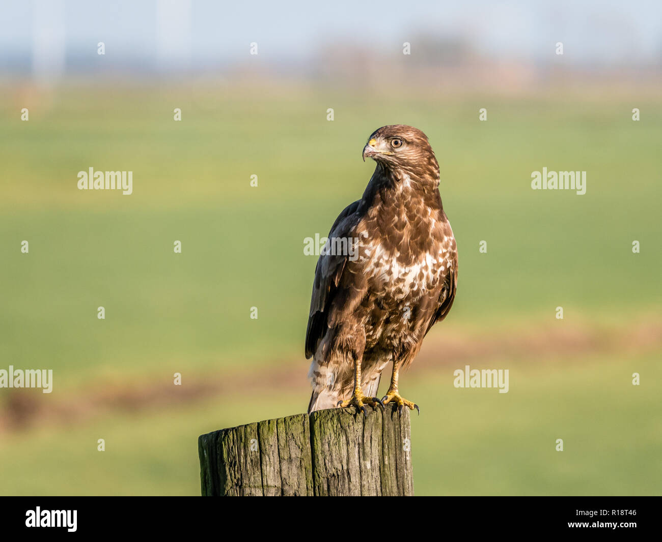 Portrait de Buzzard, Buteo buteo, percher sur poteau en bois dans les terres agricoles, Eempolder, Pays-Bas Banque D'Images