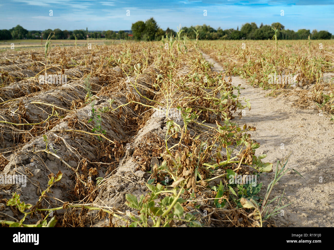 En été, la sécheresse détruit les pommes de terre cultivées à Soest, Rhénanie du Nord-Westphalie, Allemagne. Les plantes sont séchées dans les rangs de la Banque D'Images