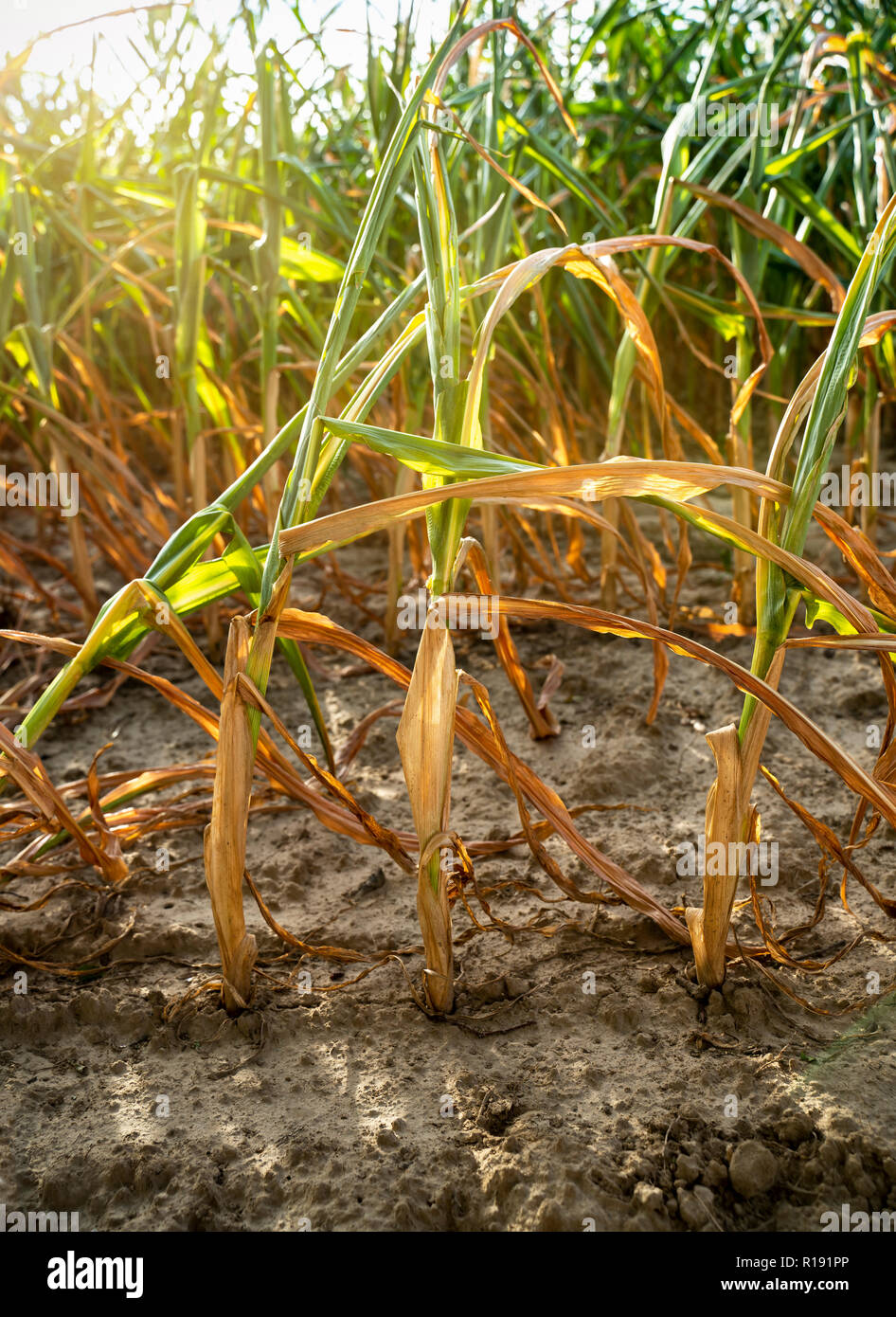 En été, la sécheresse détruit le maïs cultivé à Soest, Rhénanie du Nord-Westphalie, Allemagne. Les plantes se dessèchent à partir du bas vers le haut. L Banque D'Images