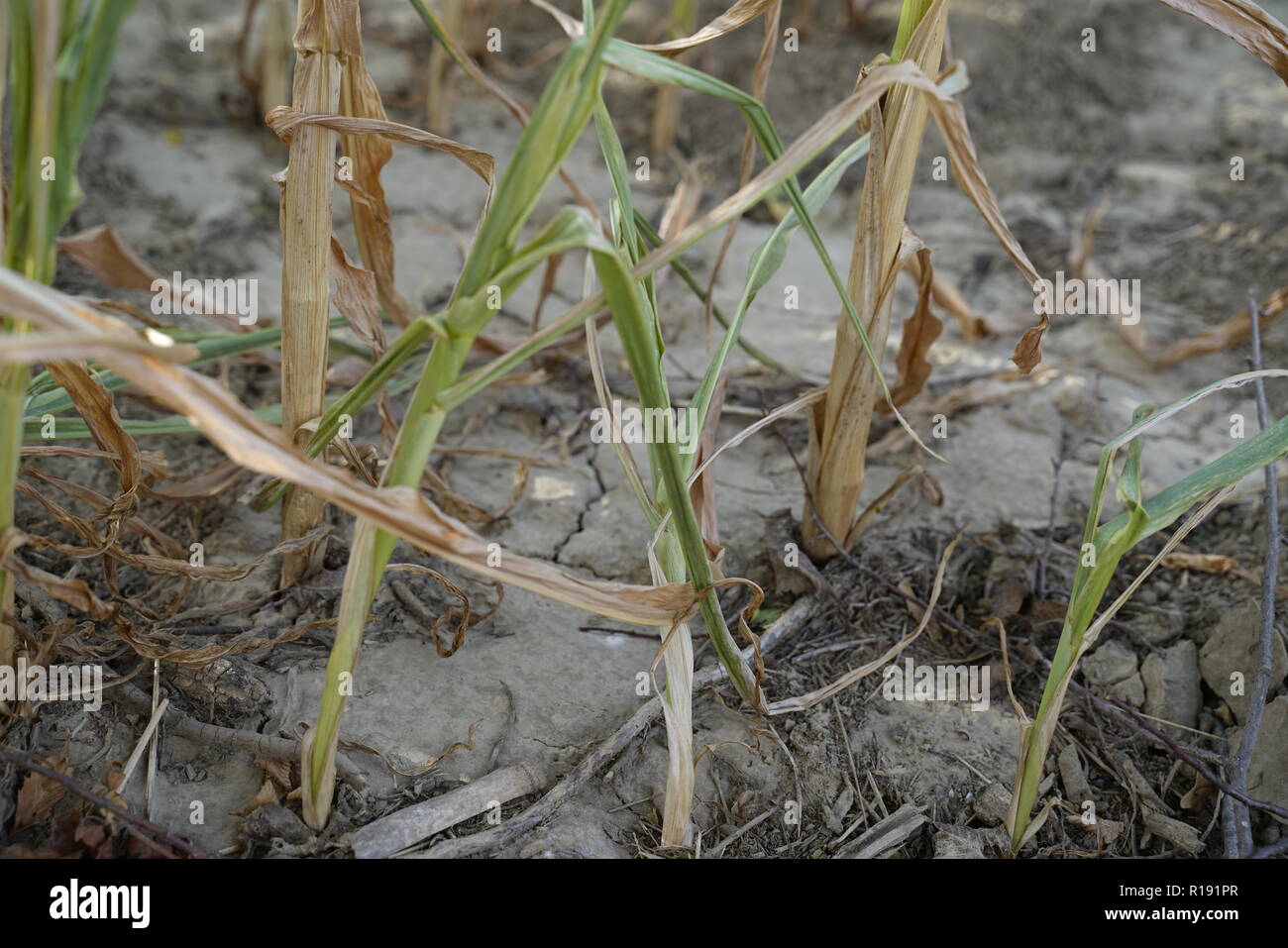 En été, la sécheresse détruit le maïs cultivé à Soest, Rhénanie du Nord-Westphalie, Allemagne. Les plantes se dessèchent à partir du bas vers le haut. L Banque D'Images