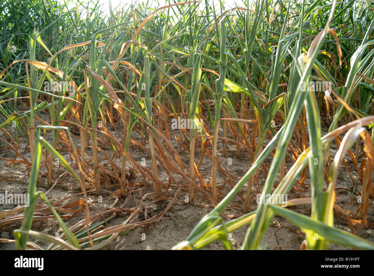 En été, la sécheresse détruit le maïs cultivé à Soest, Rhénanie du Nord-Westphalie, Allemagne. Les plantes se dessèchent à partir du bas vers le haut. L Banque D'Images