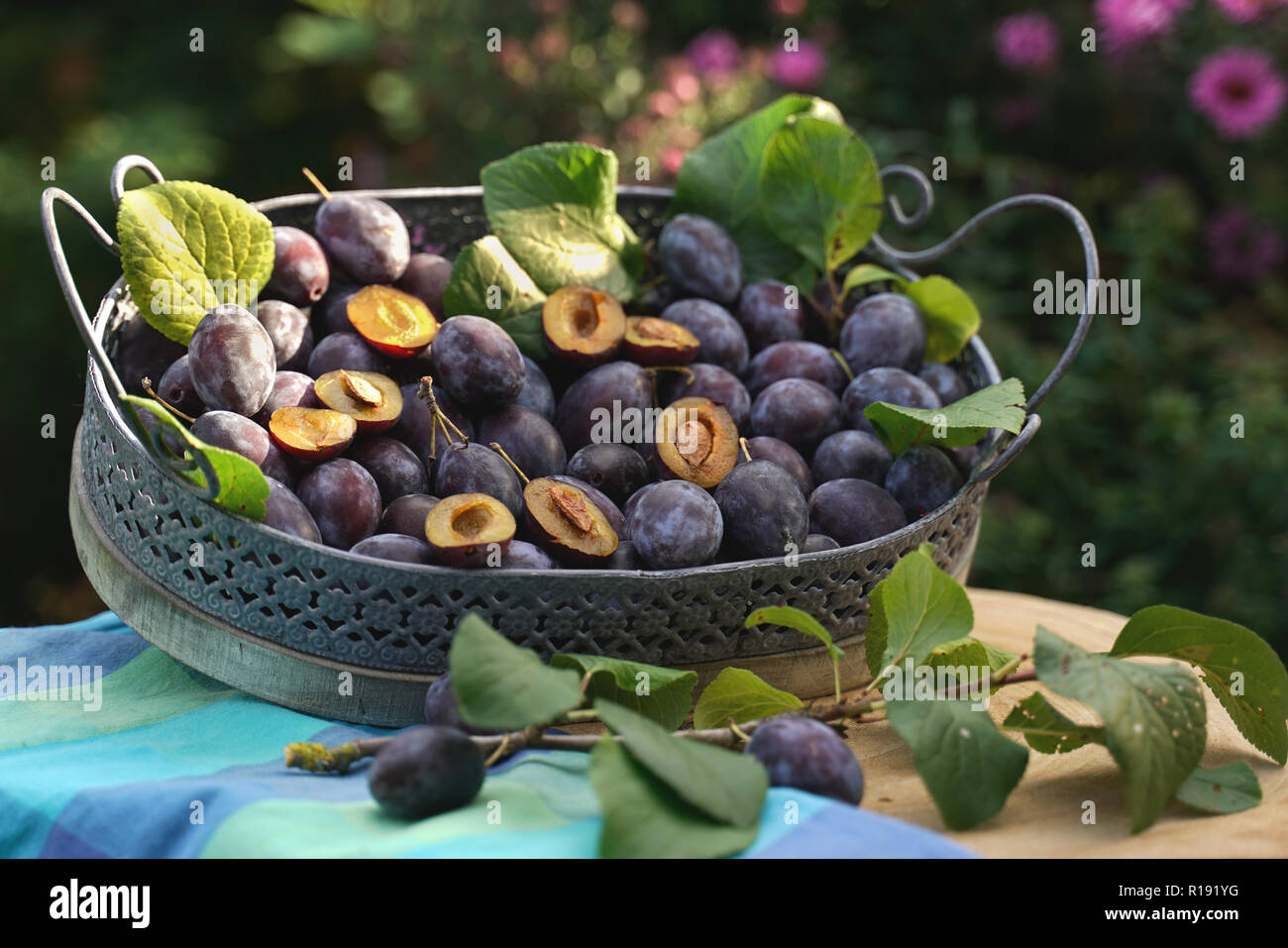Les prunes se situent dans un bac en bois vintage prunier feuilles sont parmi les fruits mûrs. Film statique avec un zoom arrière en temps réel. Banque D'Images