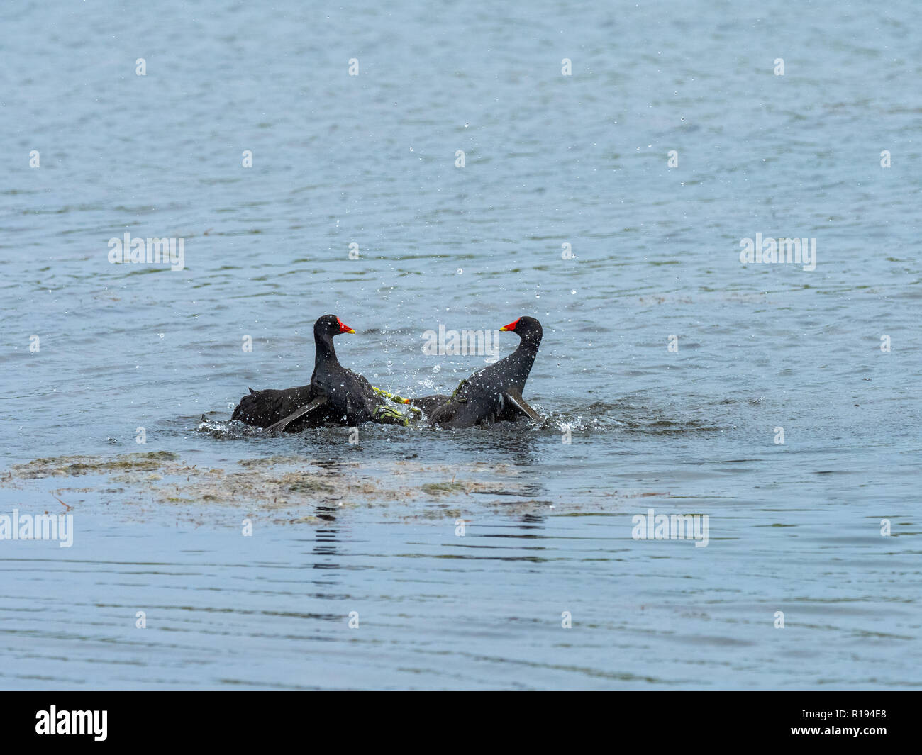 Hommes Moorhens luttant sur le lac Banque D'Images