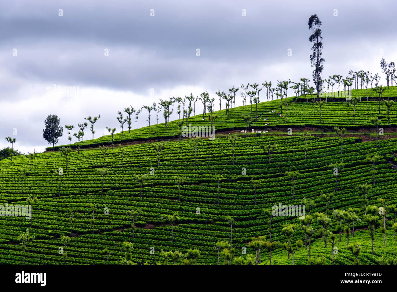La plantation de thé à Ooty, municipalité de l'Inde. L'Inde est l'un des plus grands producteurs de thé au monde Banque D'Images