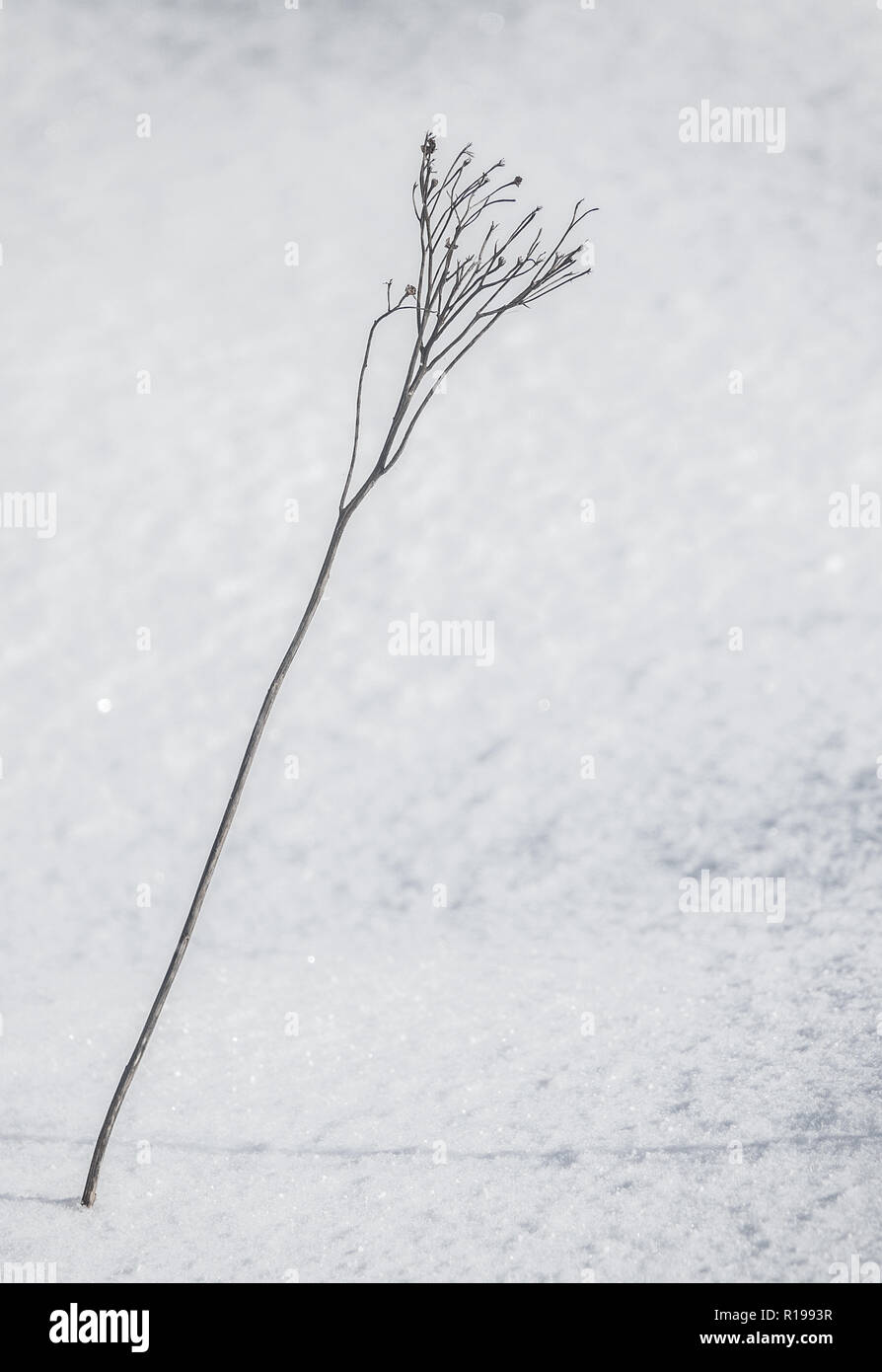 Image de saison d'une plante dans la neige With Copy Space Banque D'Images