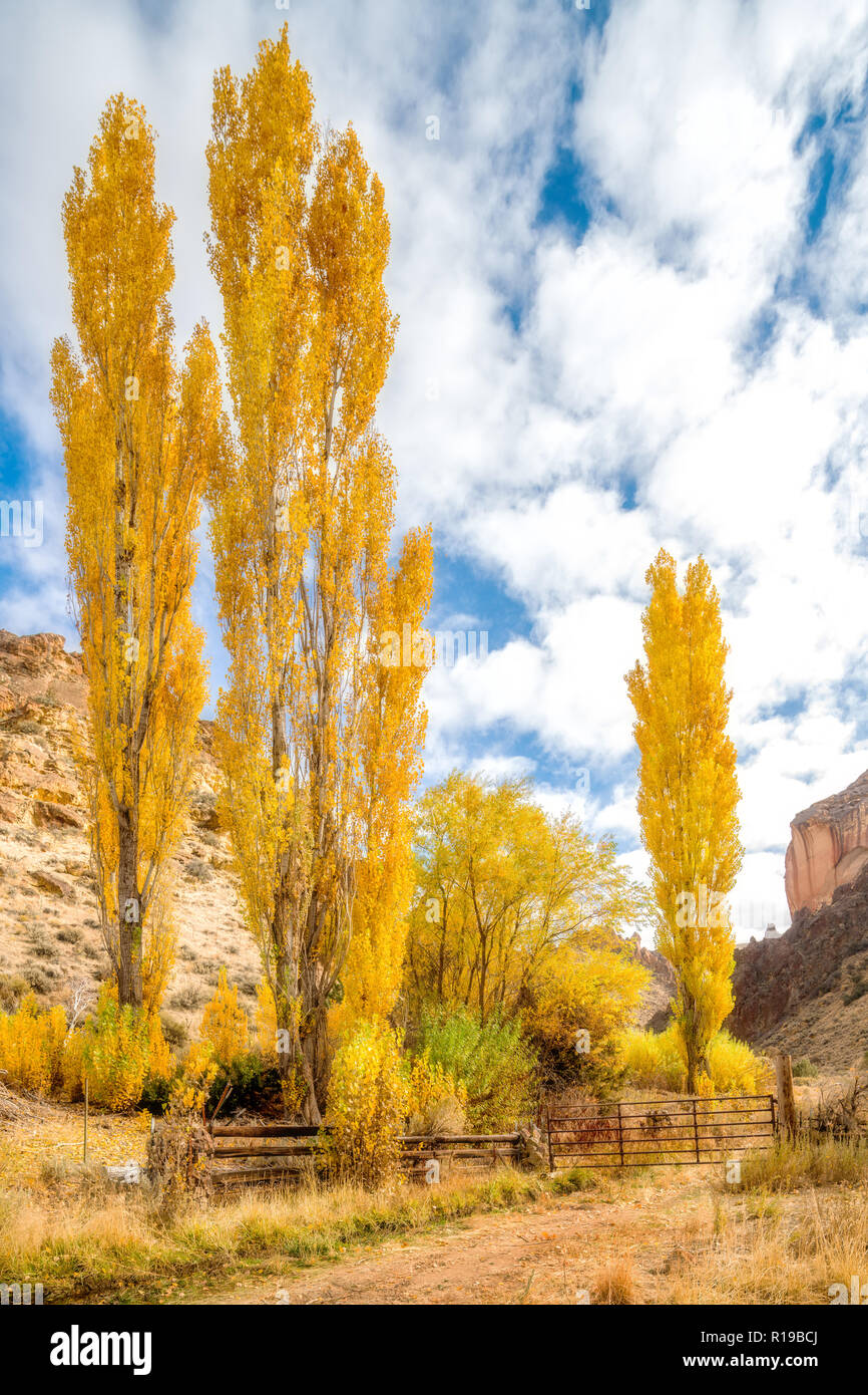 Couleurs d'automne contre un bleu ciel nuageux à l'automne Banque D'Images