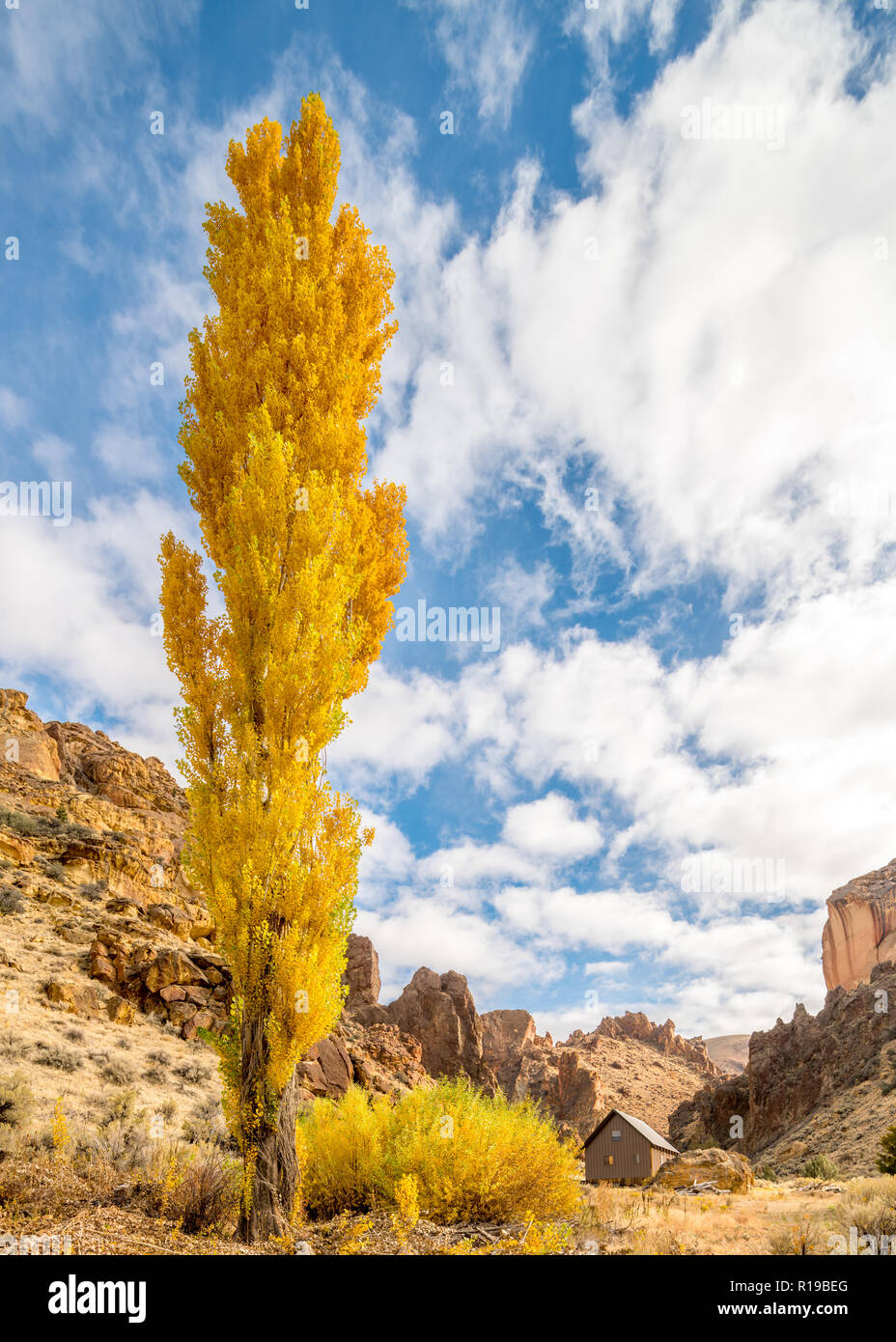 Tall yellow tree dans un canyon rocheux avec une cabine contre un ciel nuageux Banque D'Images