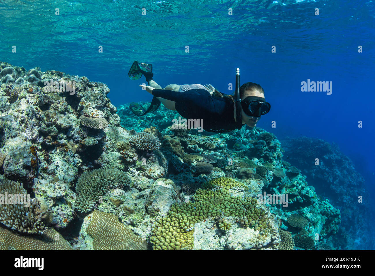 La plongée sur récifs intacts de l'île Alofi, située dans le territoire de Wallis et Futuna. Banque D'Images