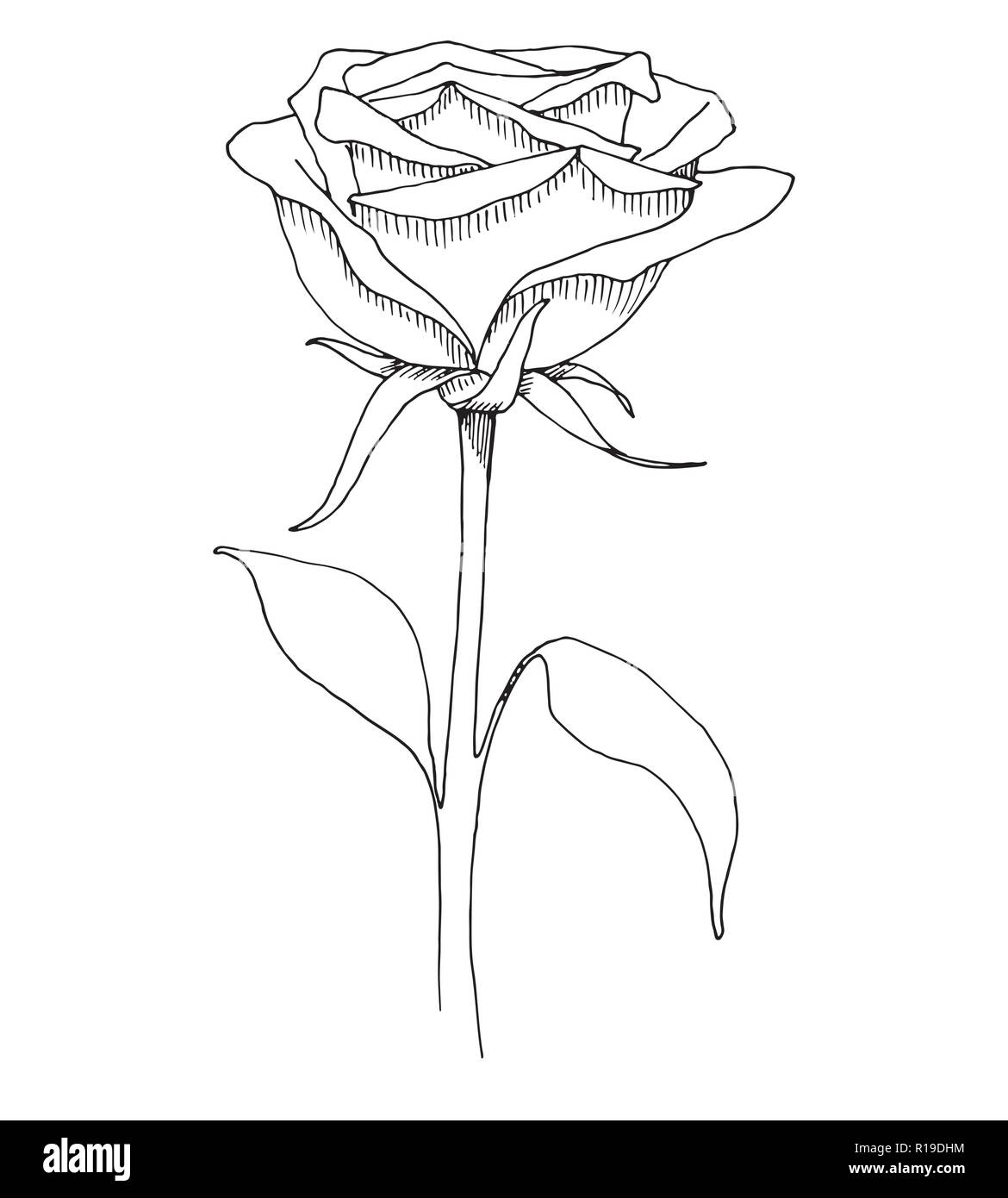 Croquis de fleurs. Rose isolé sur fond blanc. Vector illustration Illustration de Vecteur