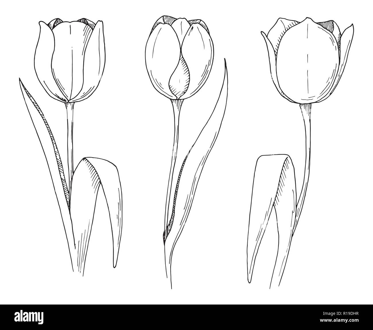 Croquis de fleurs de printemps. Tulipes isolé sur fond blanc. Vector illustration Illustration de Vecteur