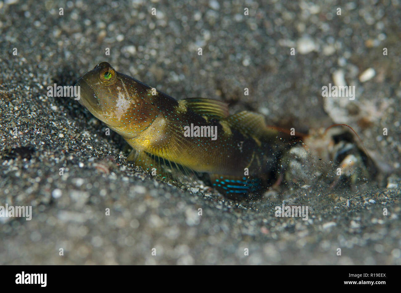 Shrimpgoby variable, Cryptocentrus fasciatus, avec crevettes à entaille, Alpheus sp, site de plongée de Rojos,Lembeh Straits, Sulawesi, Indonésie Banque D'Images