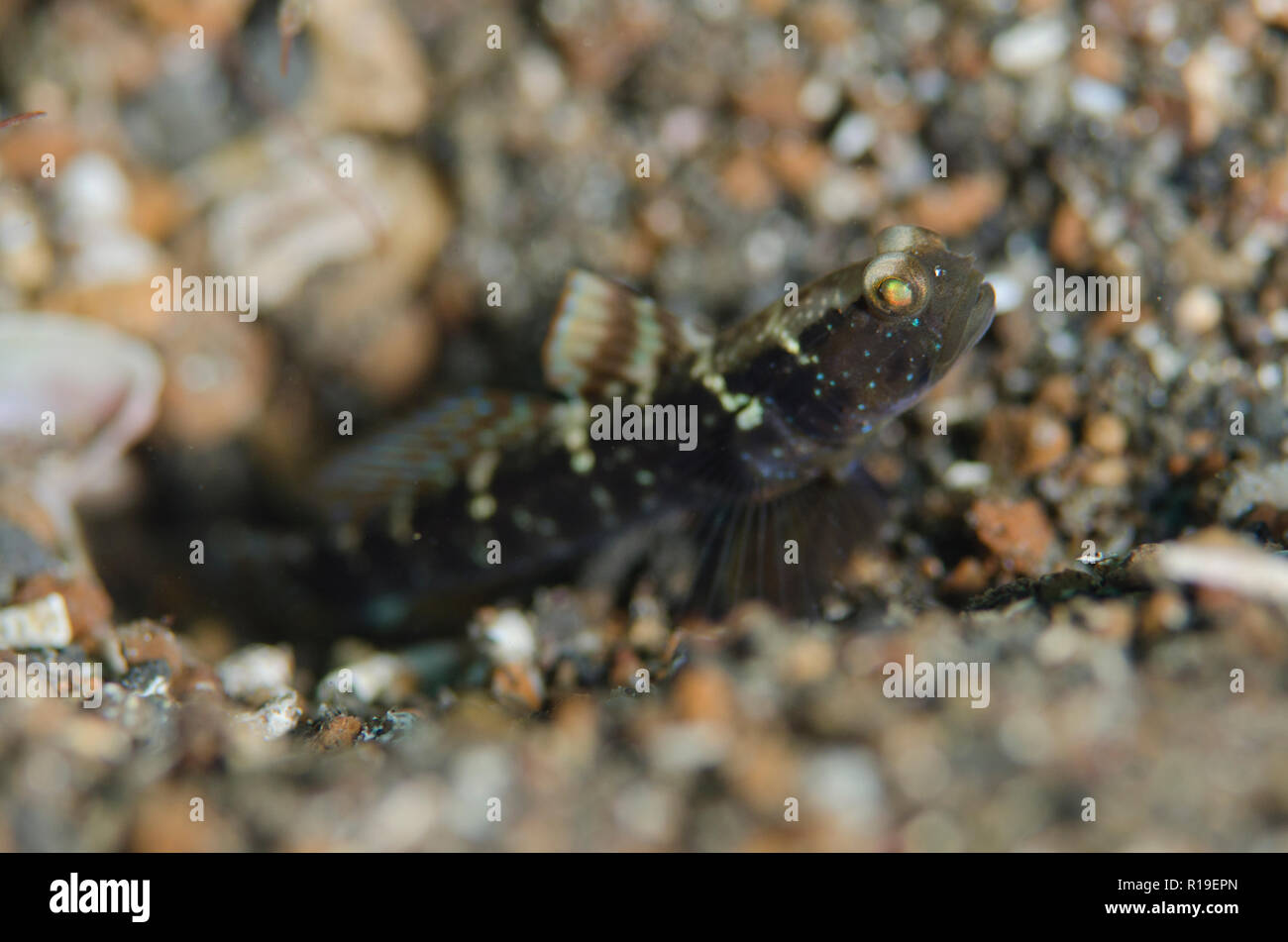 Variable Shrimpgoby, Cryptocentrus fasciatus, par trou sur sable noir, site de plongée de police Pier, Lembeh Straits, Sulawesi, Indonésie Banque D'Images