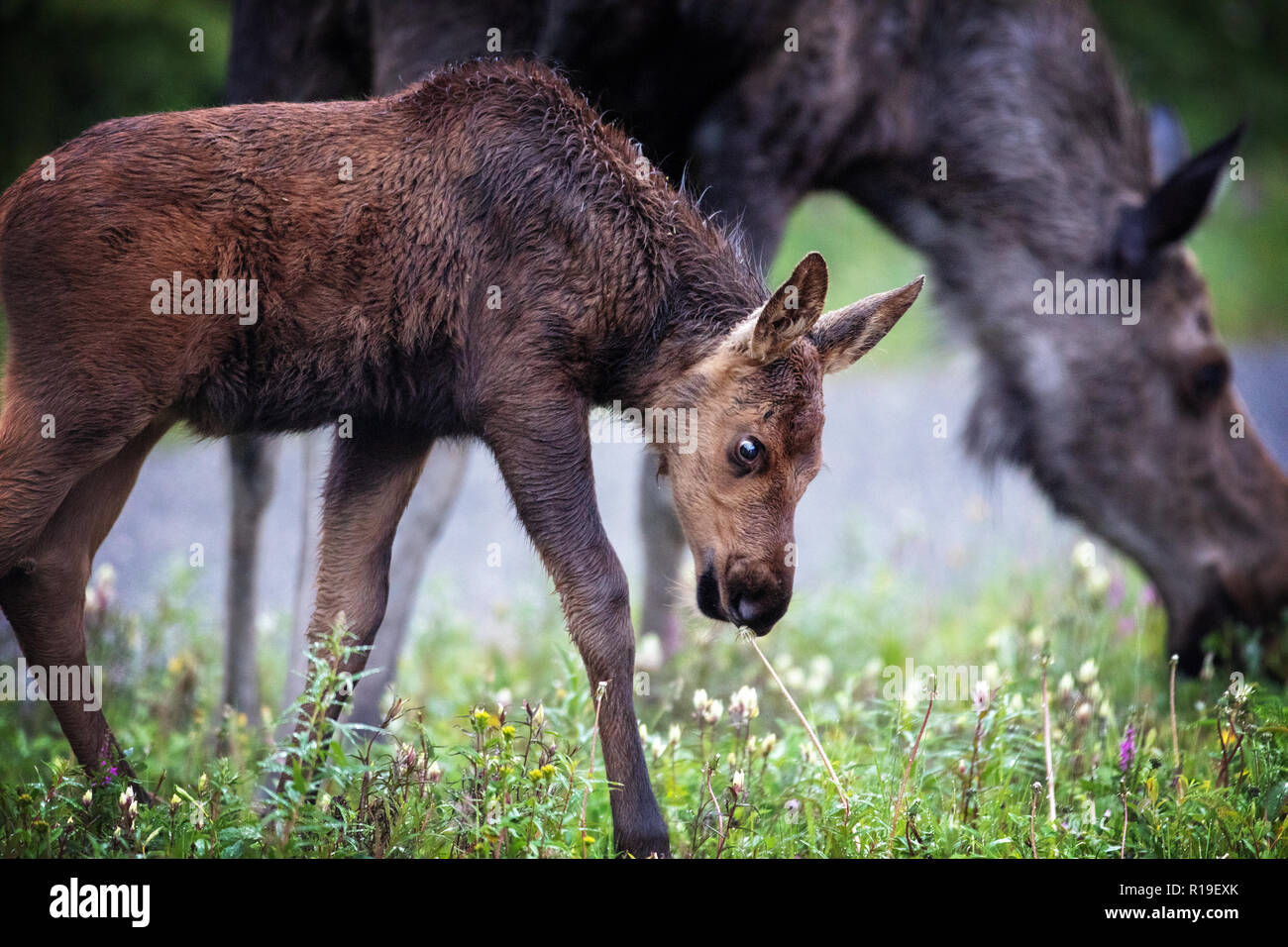 Deux orignaux de l'Alaska (Amérique du Nord) ou elk (Eurasie), Alces alces gigas dans le parc national Denali, en Alaska Banque D'Images
