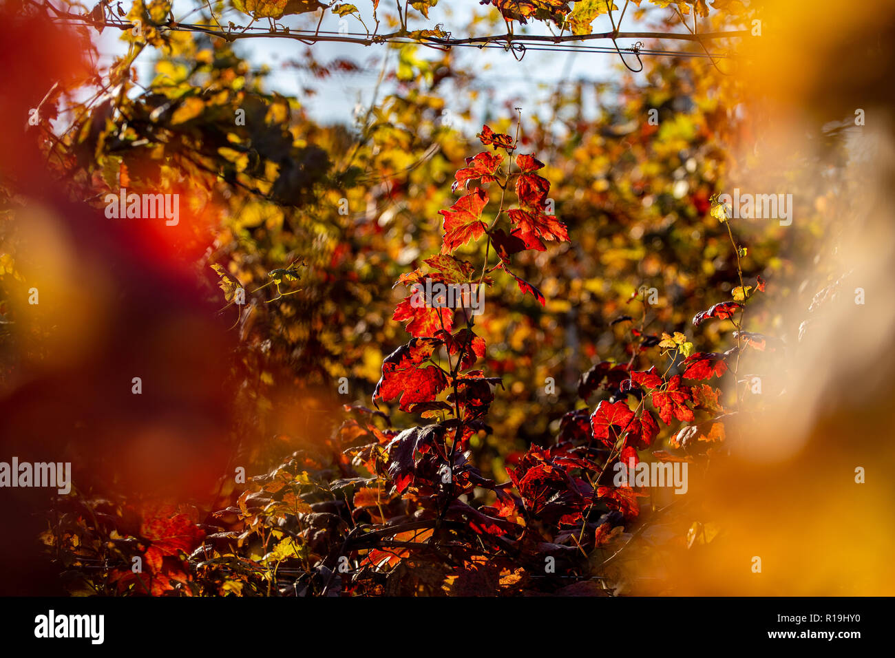 La fin de l'automne dans les vignobles en couleurs d'automne Banque D'Images