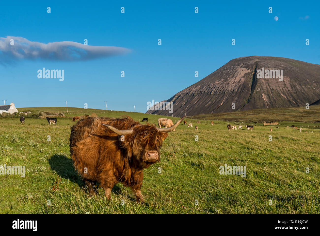 Avis de Ward Hill, avec cottage, Hoy, Orkney avec Highland cattle Banque D'Images