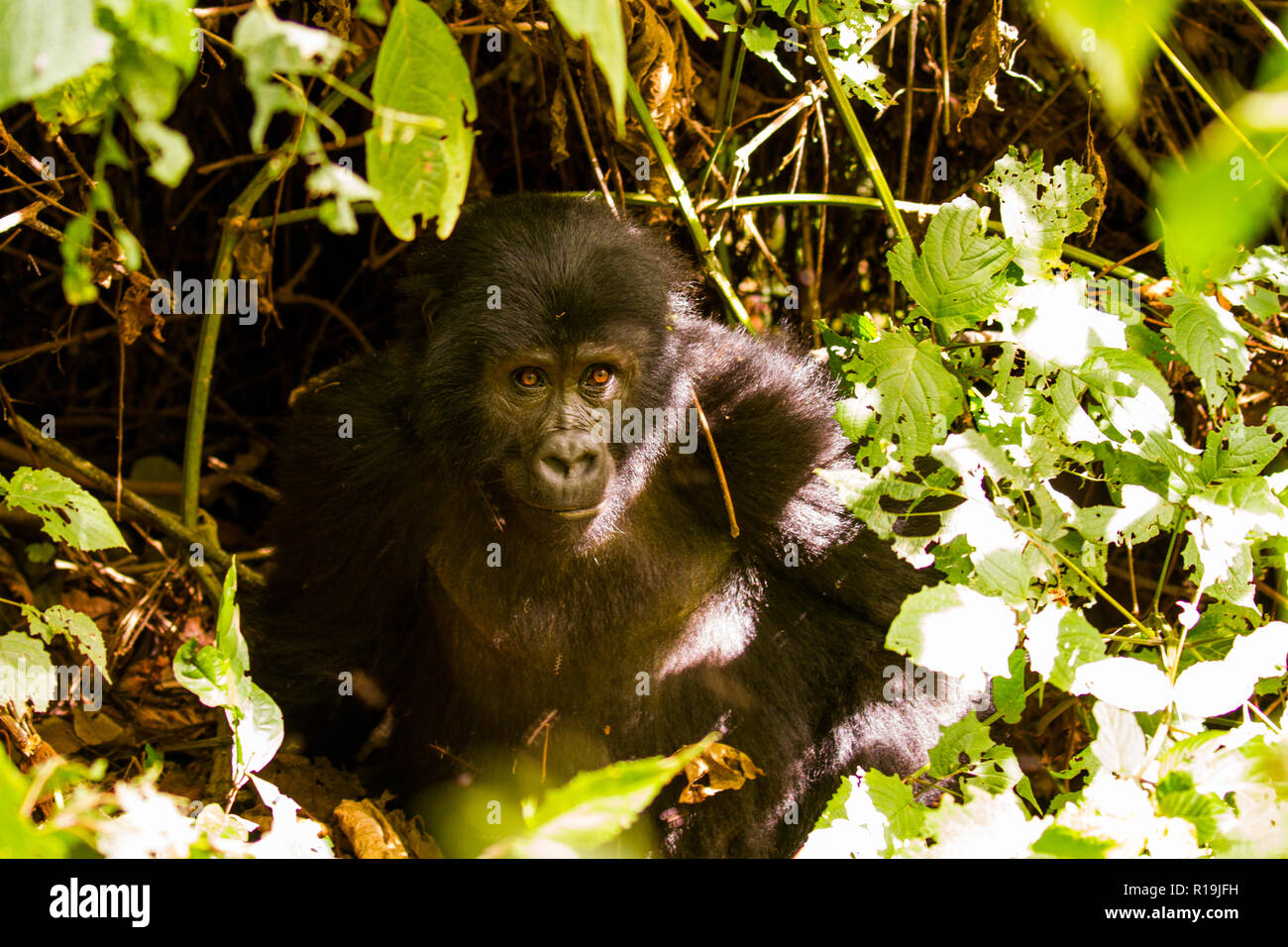 Gorille de montagne (Gorilla beringei beringei) les gorilles de Bwindi en Ouganda, réserve Banque D'Images