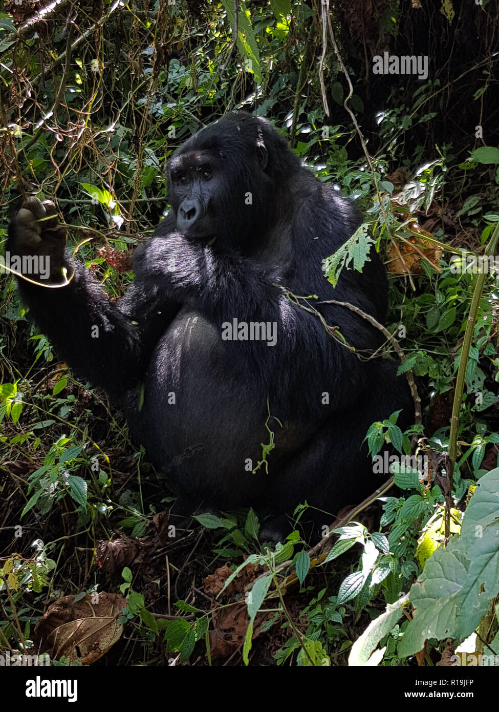 Gorille de montagne (Gorilla beringei beringei) les gorilles de Bwindi en Ouganda, réserve Banque D'Images