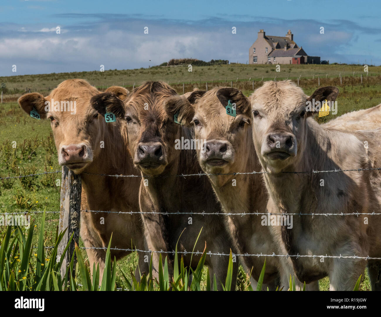 Curieux Steers, Orkney Banque D'Images