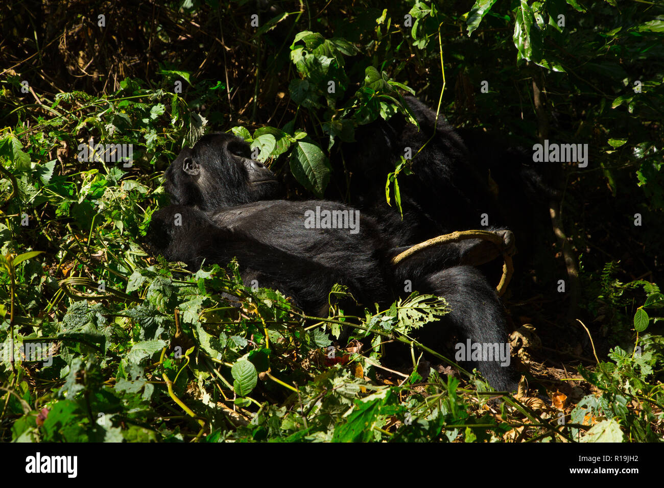 Gorille de montagne (Gorilla beringei beringei) les gorilles de Bwindi en Ouganda, réserve Banque D'Images