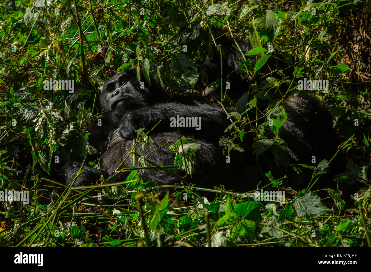 Gorille de montagne (Gorilla beringei beringei) les gorilles de Bwindi en Ouganda, réserve Banque D'Images