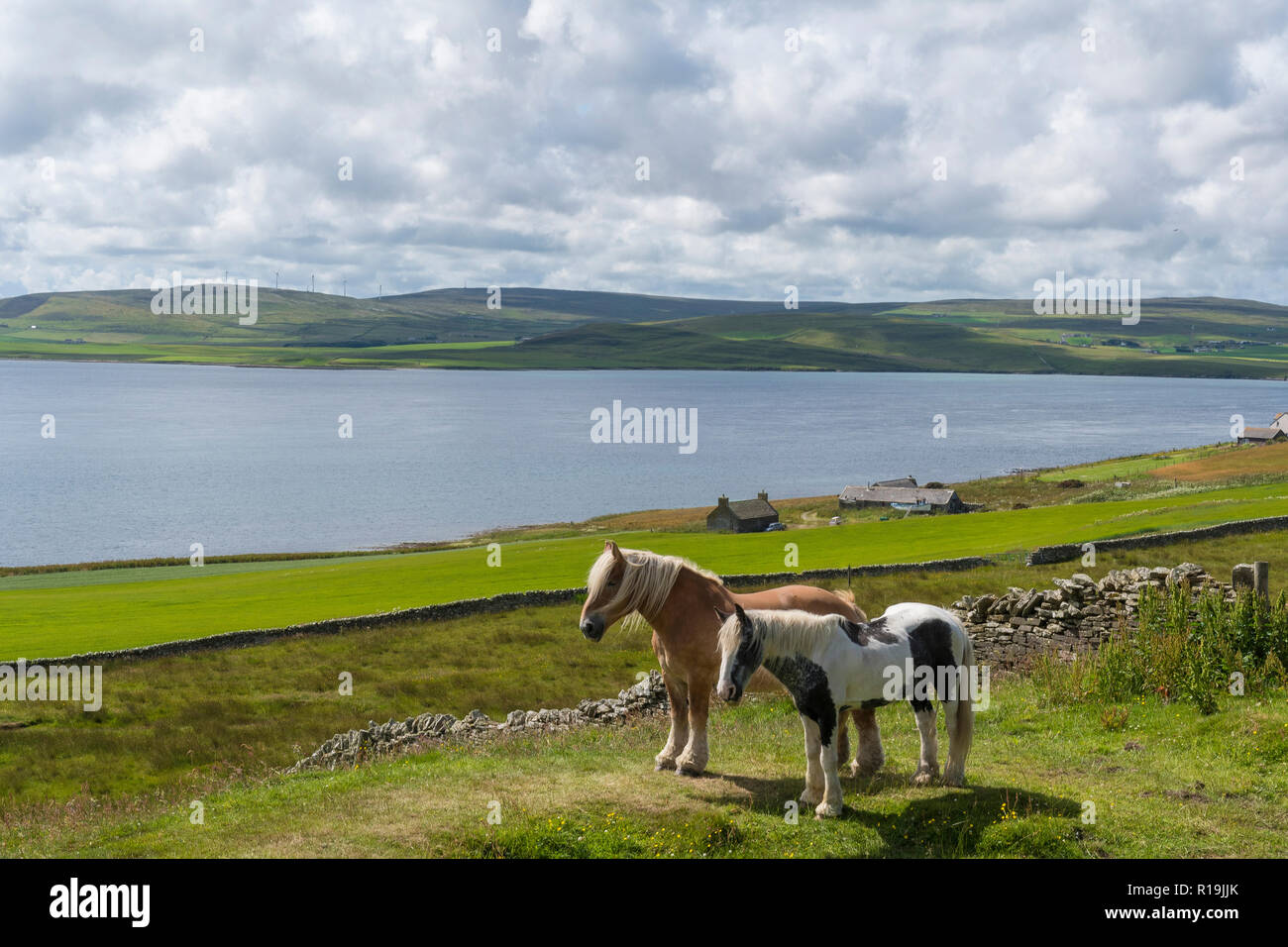 Beaux poneys en été sur les pâturages Rousay, Orkney Banque D'Images
