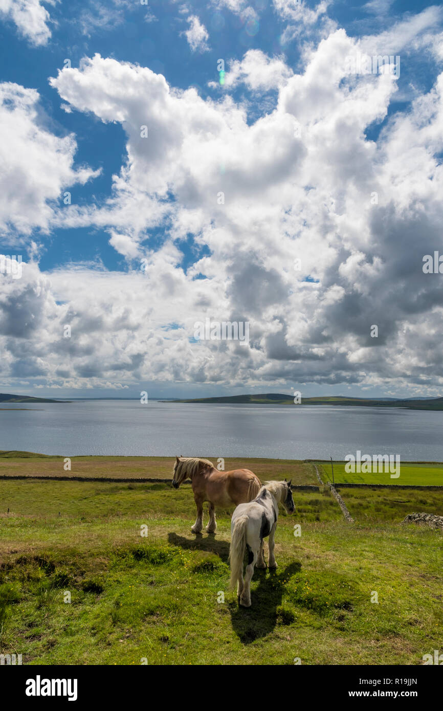 Beaux poneys en été sur les pâturages Rousay, Orkney Banque D'Images