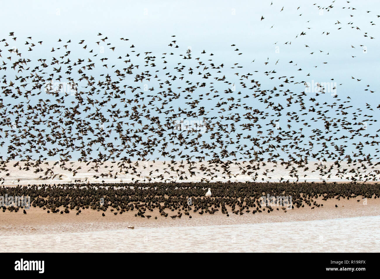 Starling Murmuration, Blackpool, Lancashire. Le 10 novembre 2018. Dernière Valse avant le coucher pour les milliers d'étourneaux l'exercice de leurs compétences de vol acrobatique avant de se percher pour la nuit sous la jetée nord de Blackpool. Avec les températures en chute libre alors que la nuit tombe, les masses d'étourneaux croître en nombre chaque jour. L'un des rares murmuration sites au Royaume-Uni, la jetée du Nord assure un parfait refuge pour les milliers d'oiseaux chaque nuit. Credit : Cernan Elias/Alamy Live News Banque D'Images