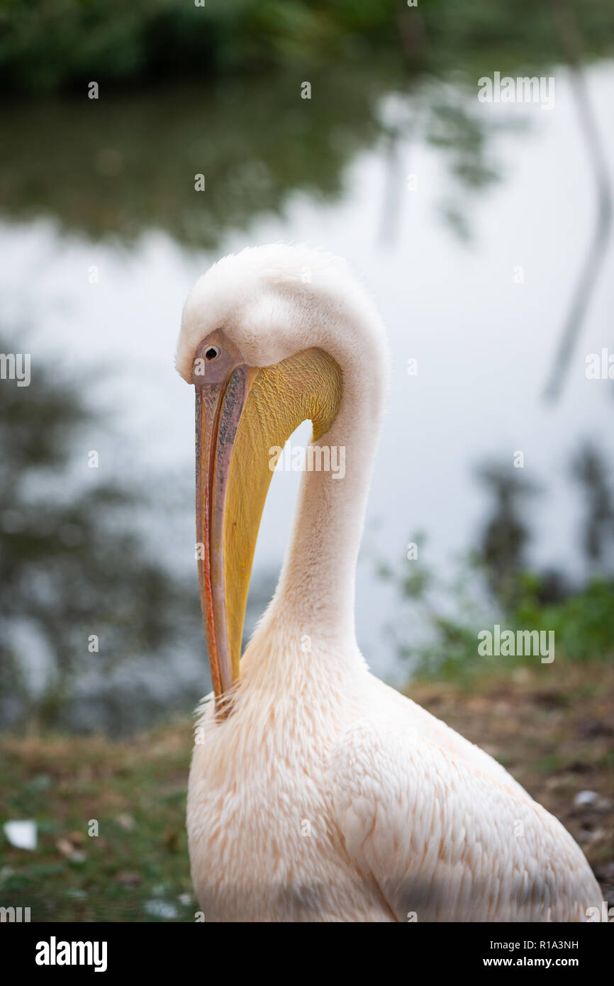 - Oiseau Pélican blanc Pelecanus erythrorhynchos Banque D'Images