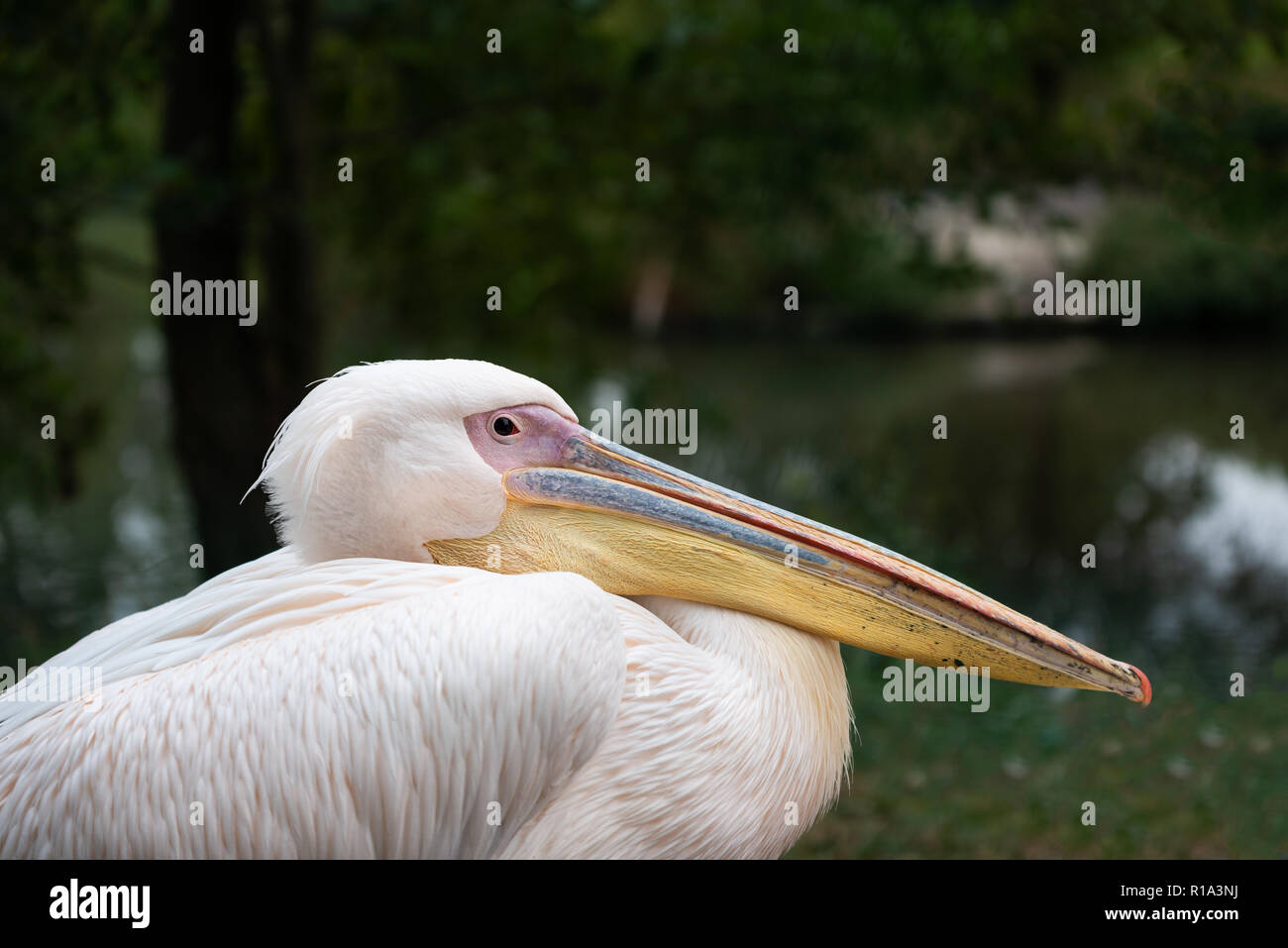 - Oiseau Pélican blanc Pelecanus erythrorhynchos Banque D'Images