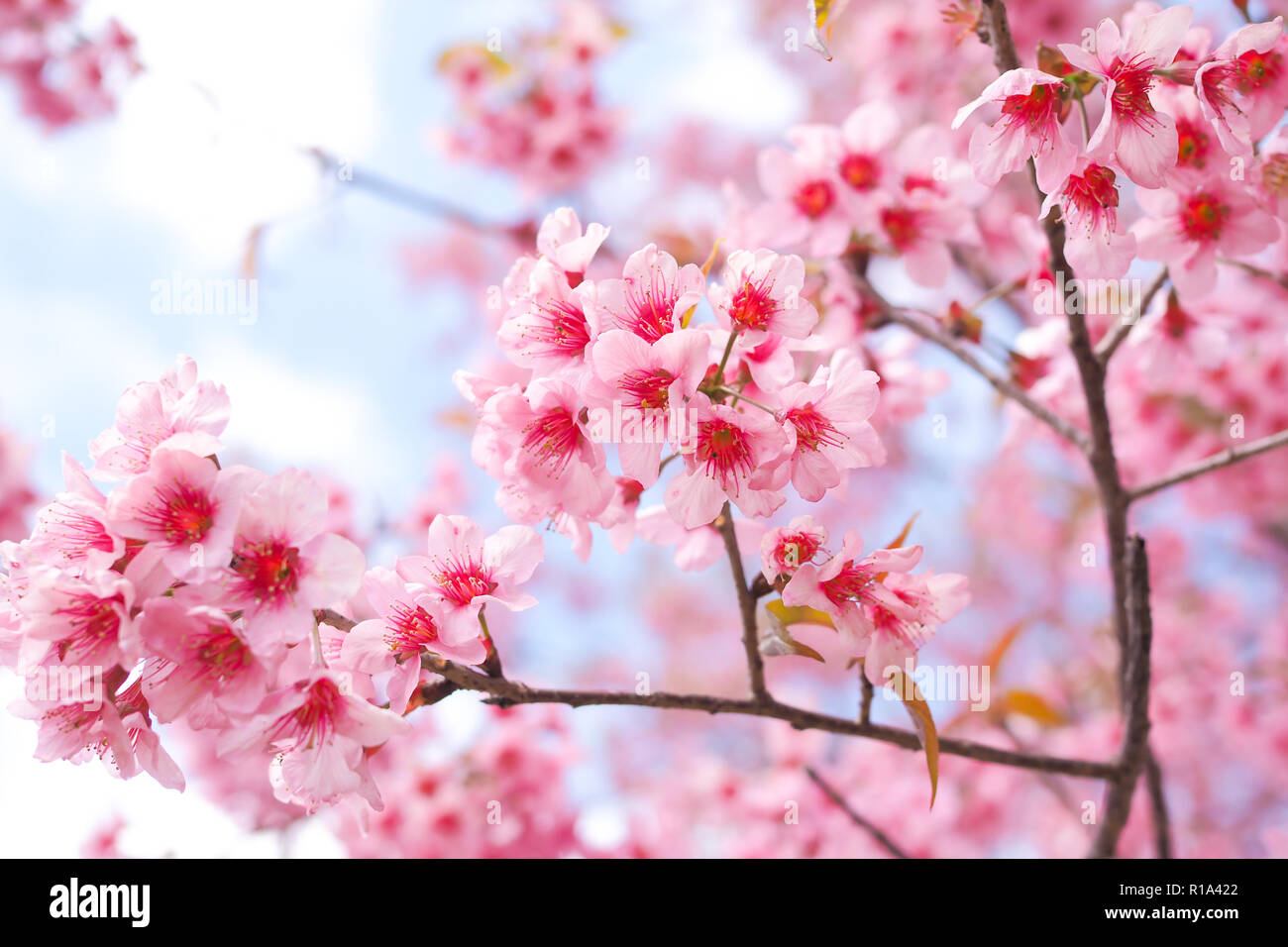De l'himalaya Fleurs de cerisier sauvage dans la saison du printemps, Prunus cerasoides, Rose Sakura fleur pour l'arrière-plan Banque D'Images