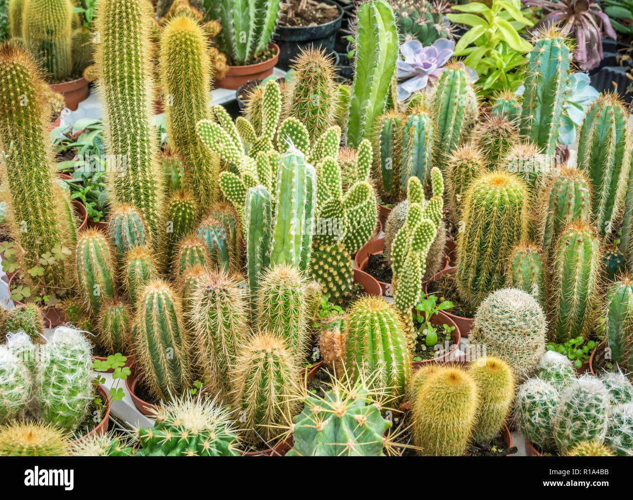 Assortiment varié de plantes succulentes, cactus. Motif à la mode moderne, de texture de fond épineux exotiques Banque D'Images
