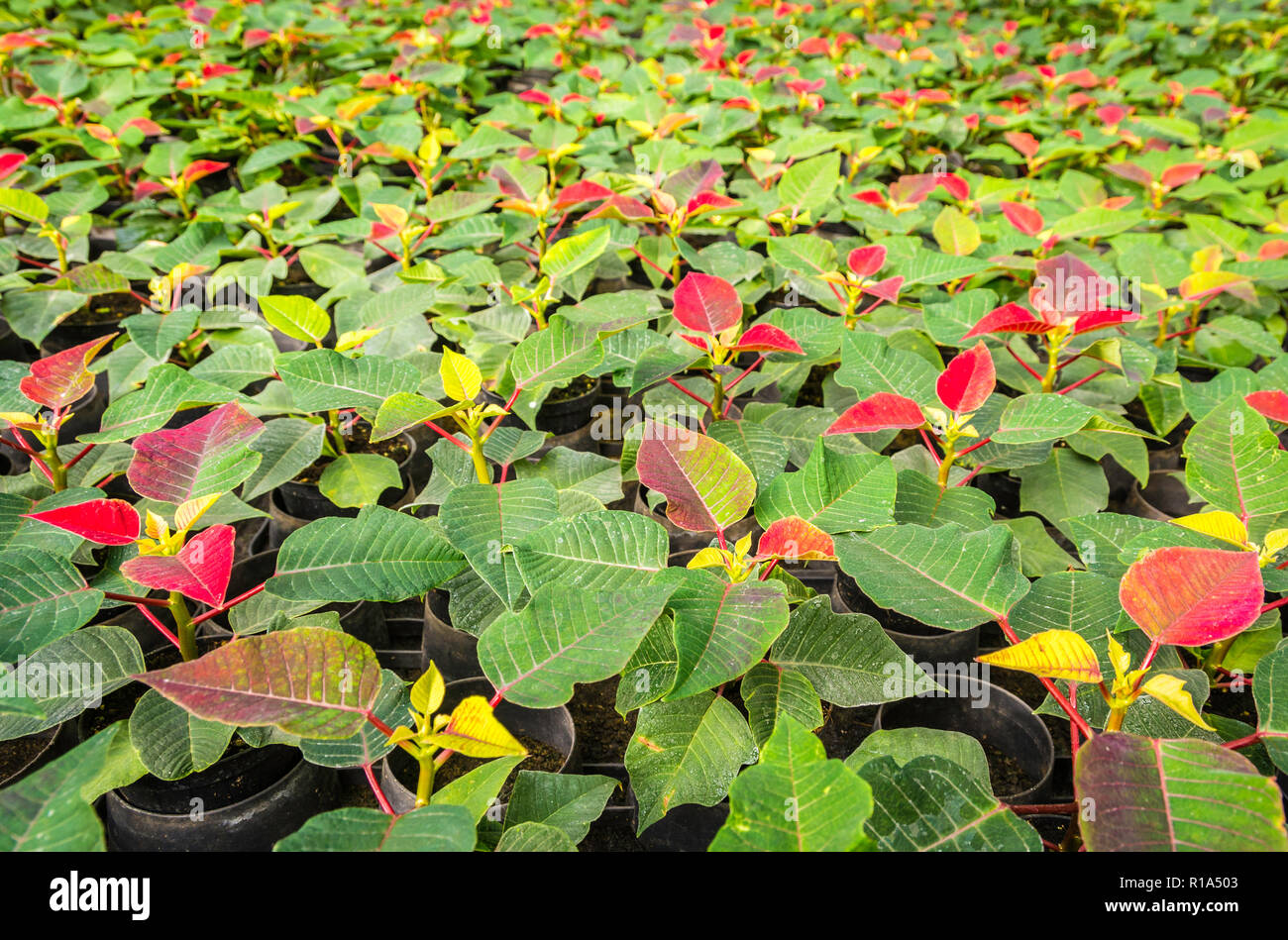 Les petites usines de poinsettia ou étoile de Noël fleur.Euphorbia pulcherrima est une plante de jardin populaire associé à festivités d'hiver Banque D'Images
