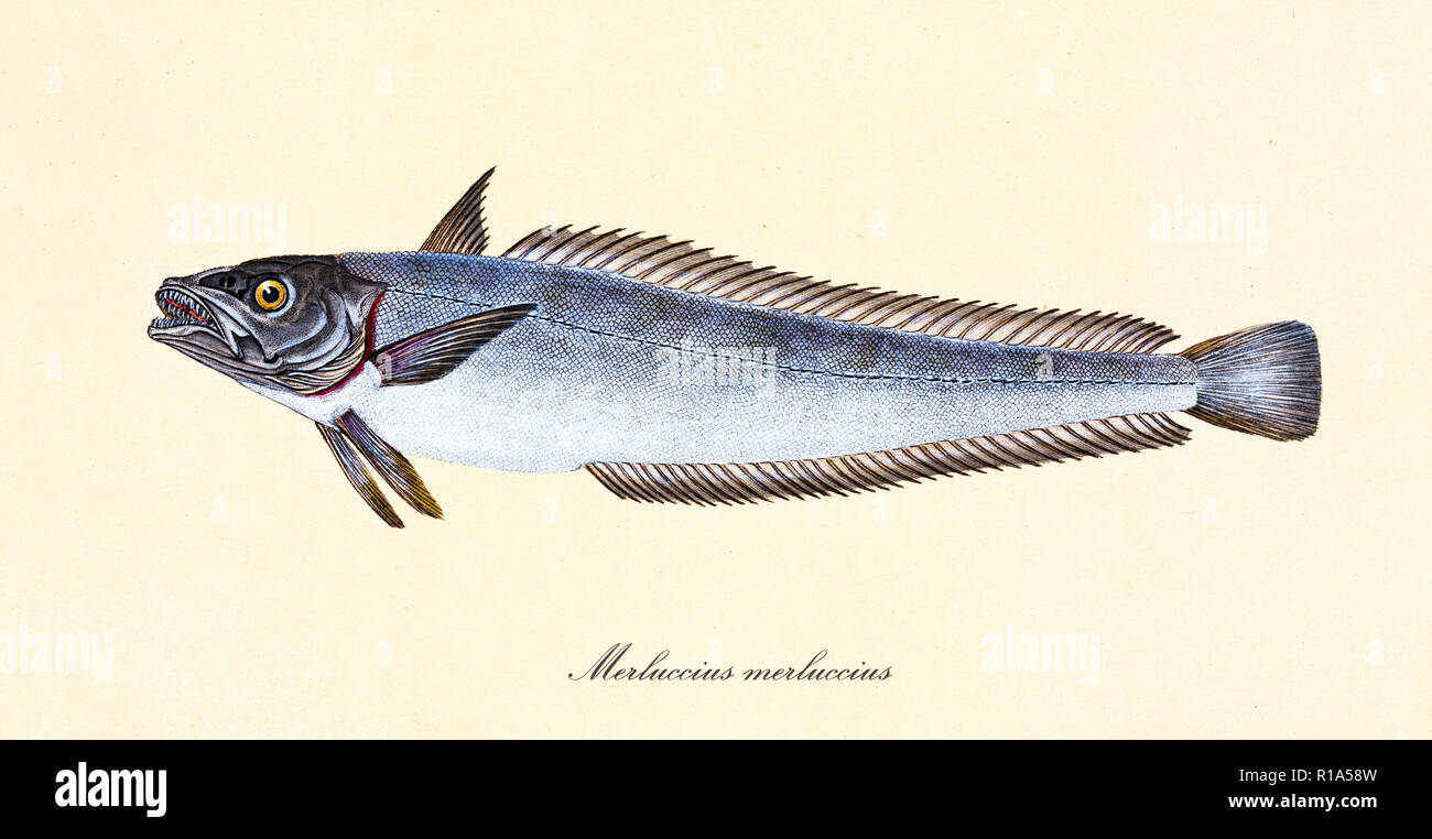 Image de couleurs antiques de merlu (Merluccius merluccius), vue latérale des poissons avec sa peau argentée, élément isolé sur fond blanc. Par Edward Donovan. Londres 1802 Banque D'Images